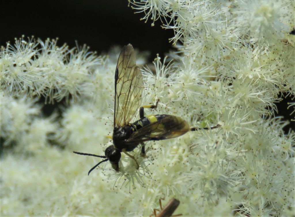 Tenthredinidae: Tenthredo temula